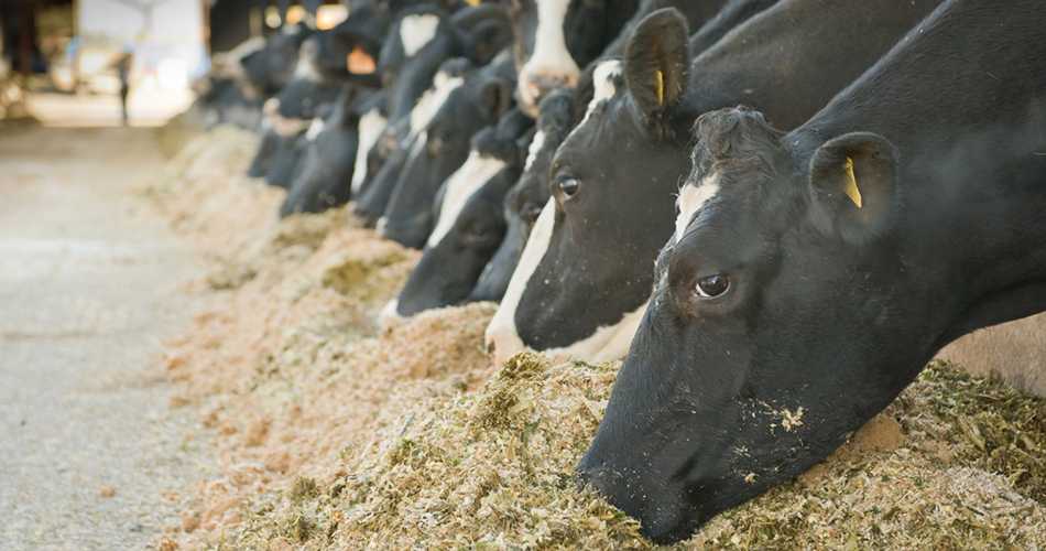 Tiwana Cattle Feed