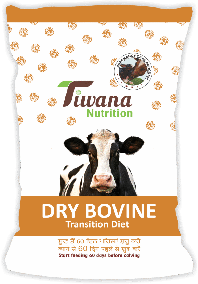 DRY BOVINE
