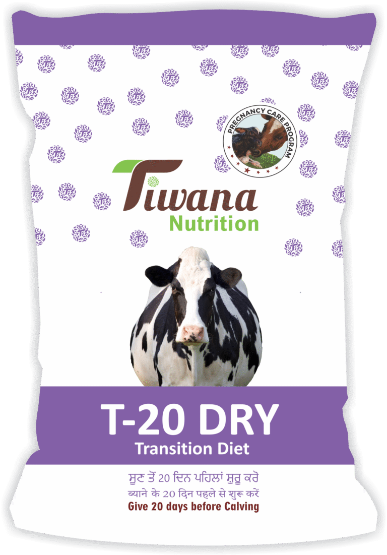 t20 DRY