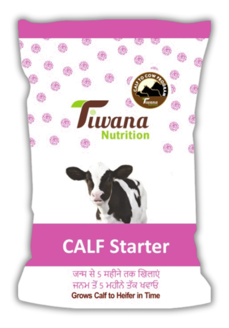 Calf Starter Shadow