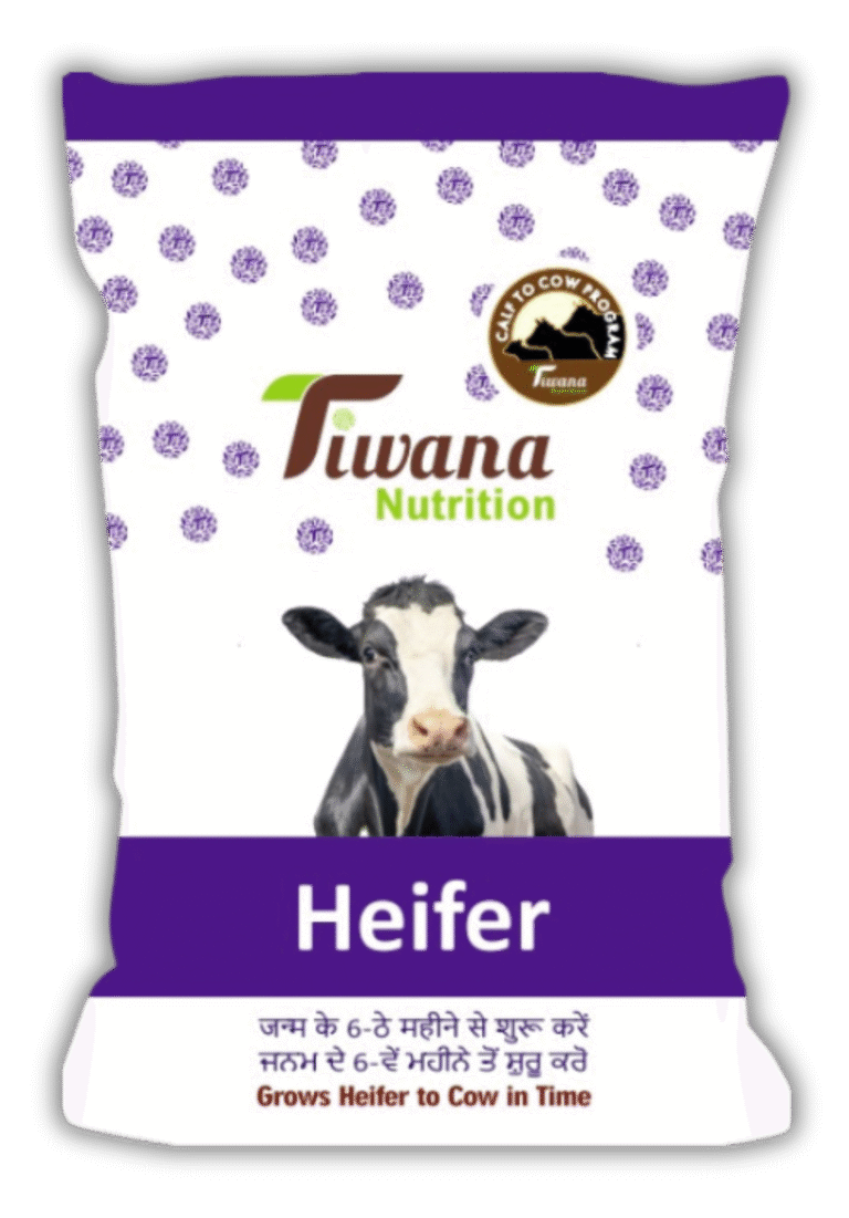 Heifer Shadow