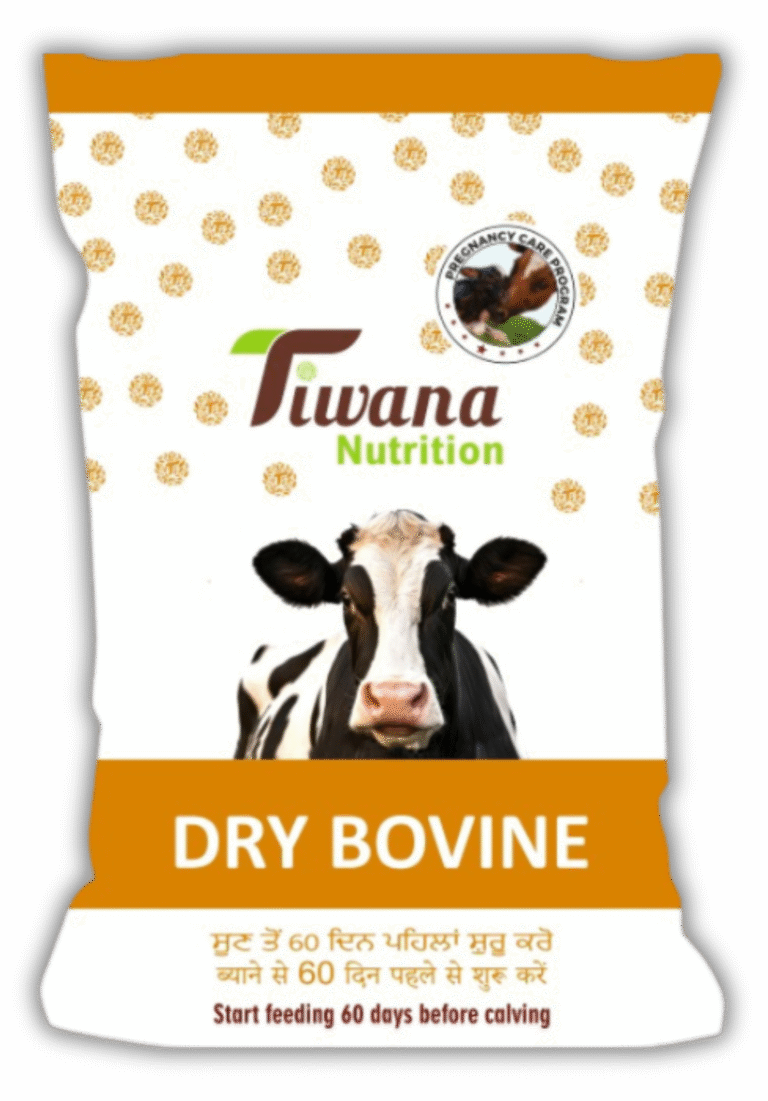 Tiwana Dry Bovine 1