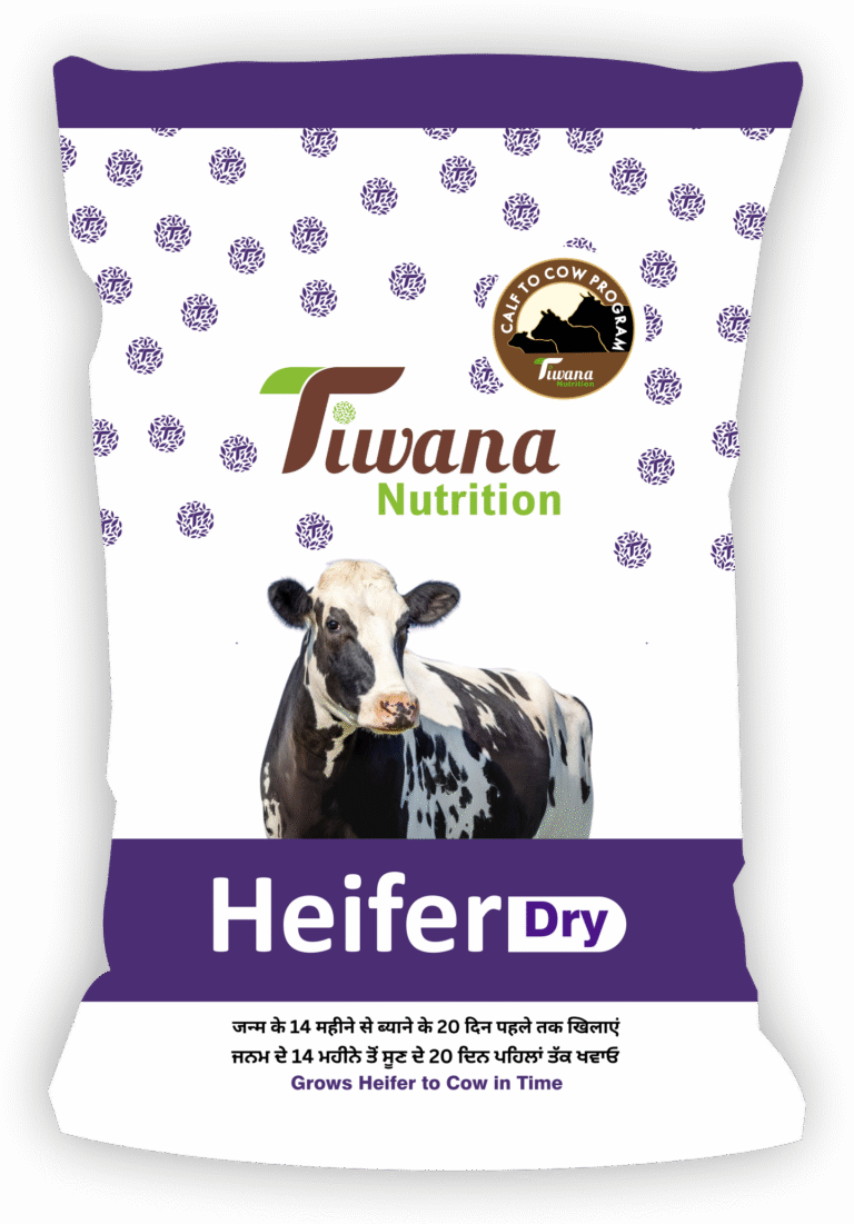 dry heifer