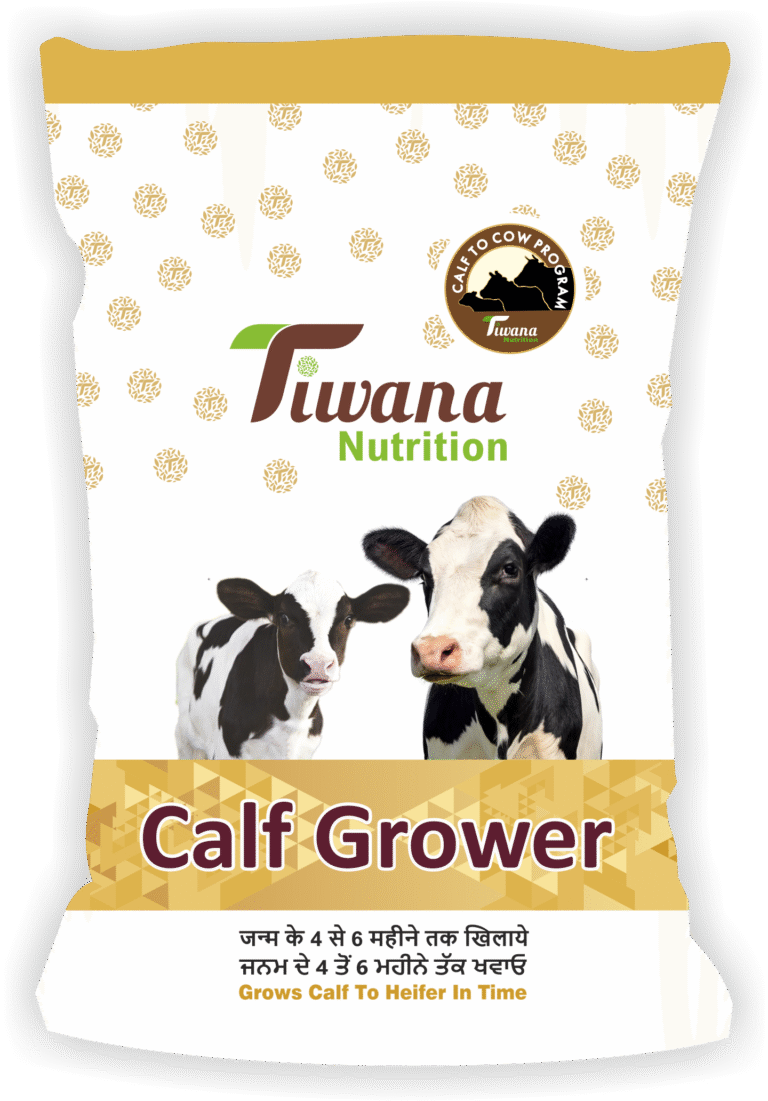Calf Grower Feed
