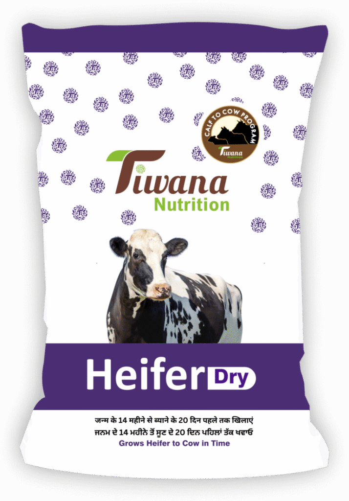 Tiwana Heifer Dry