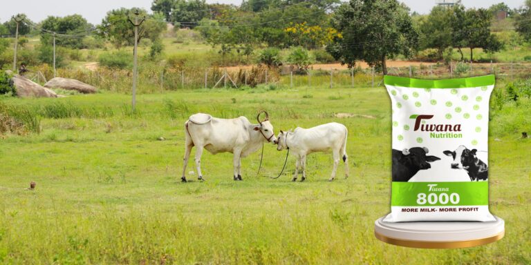 Tiwana 8000 feed