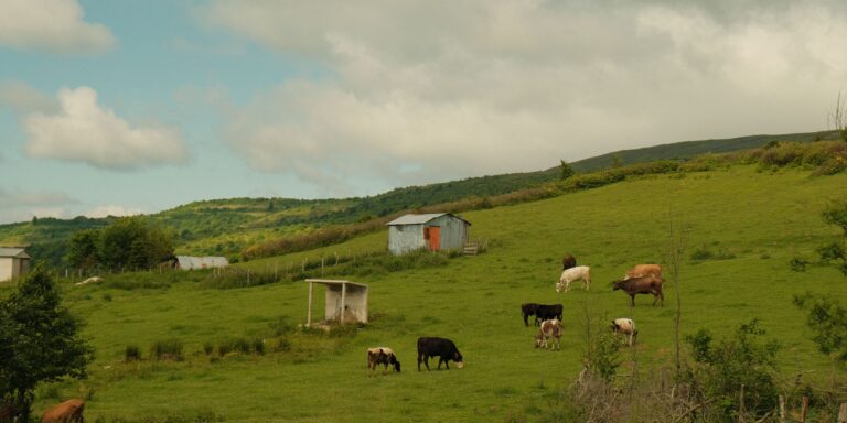 cattle feed